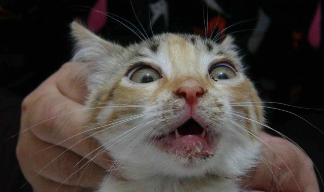 Bu da kedilerin korona virüsü