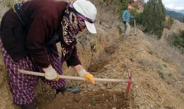 Bu fidanlar erozyona 'Dur' diyecek