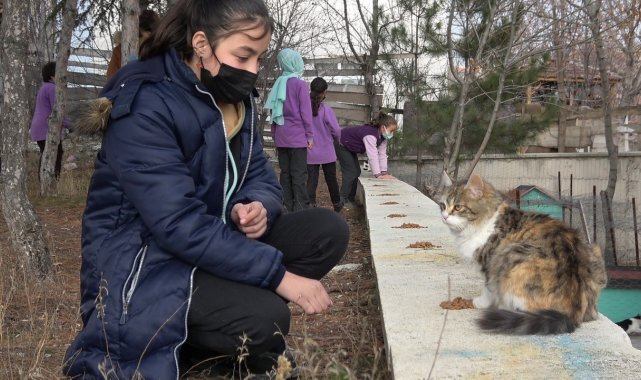 Bu kediler okulun maskotu oldu
