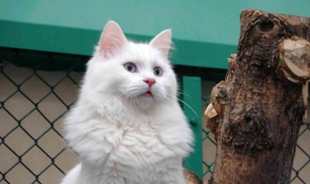 Bu yıl 100 yavru Van kedisi dünyaya geldi