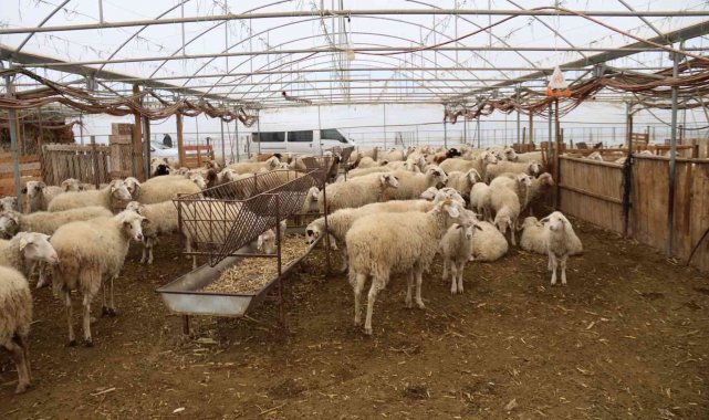 Bu yöntemle gübre bedava