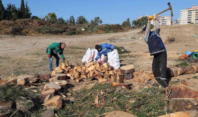 Buca&#039;da budanan dallar ihtiyaç sahibi evleri ısıtıyor