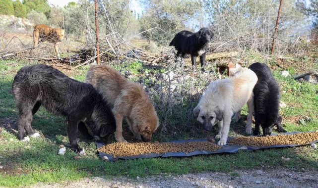 Buca'da kırsaldaki sokak hayvanlarına mama desteği