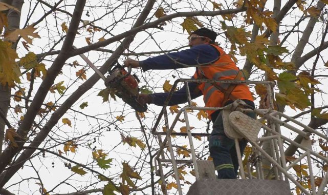 Budanan ağaç dalları ihtiyaç sahiplerine yakacak oluyor