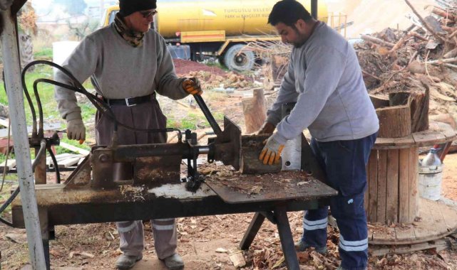 Budanan ve kesilen ağaçlar ihtiyaç sahiplerine yakacak oldu