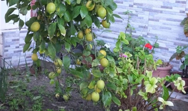 Burhaniye'de limon bereketi