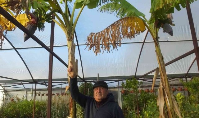 Burhaniye'de muz yetiştirdi