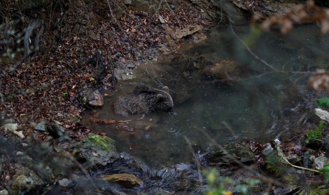 Bursa'da ayı kurtarma operasyonu