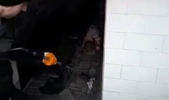 Bursa&#039;da başıboş Pitbull köpeğine camide operasyon