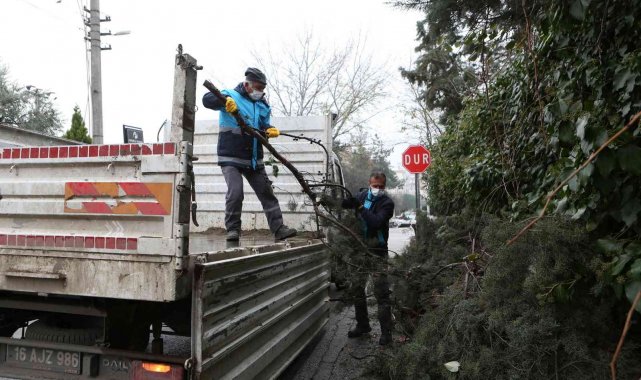 Bursa&#039;da budanan ağaçların atıkları toprağa geri dönüyor