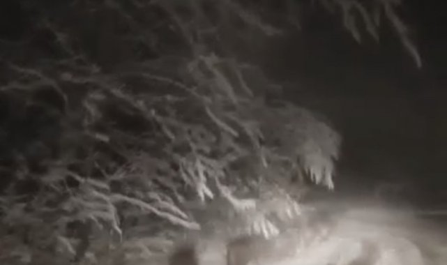 Bursa'da kar yağışıyla aç kalan domuz sürüleri şehir merkezine indi