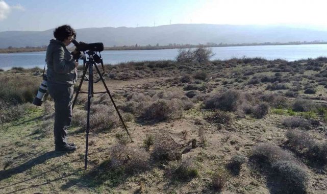 Bursa'da nesli tükenmekte olan ördekler için seferberlik