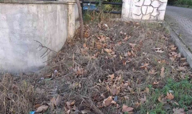 Bursa'da sokak kedilerini zehirlediler, mahalle sakinleri gözyaşı döktü