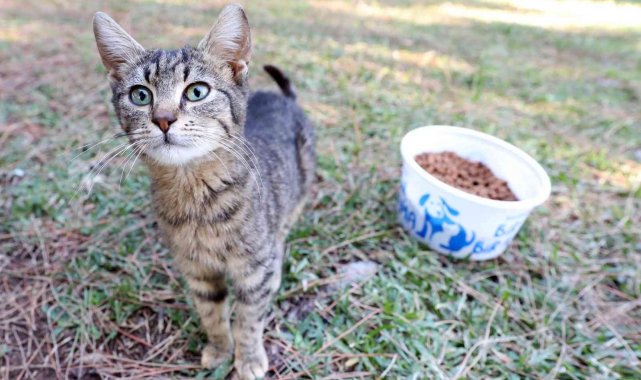 Büyükşehir'den sokak hayvanlarına mama desteği