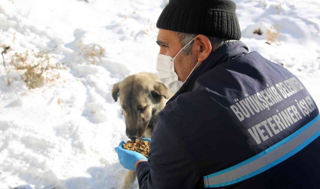 Büyükşehir'in ekipleri yaban hayatını korumak için doğaya yem bırakıyor