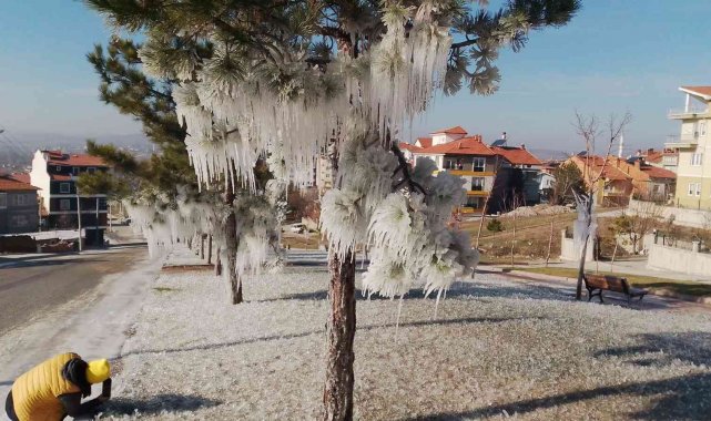 Buz tutan ağaçlar ilginç görüntüler oluşturdu