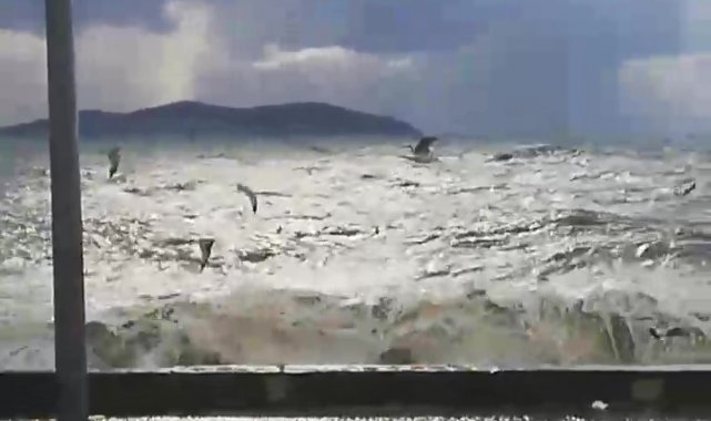 Caddebostan'da martıların lodosla imtihanı