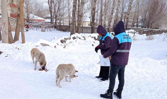 Çaldıran belediyesi sokak hayvanlarını unutmadı