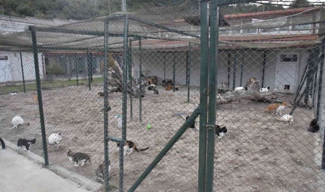 Can dostlarımız emin ellerde