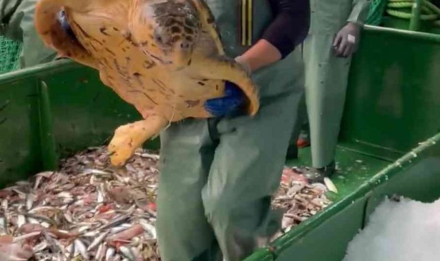 Çanakkale'de balıkçı ağlarına takılan caretta caretta denize salındı