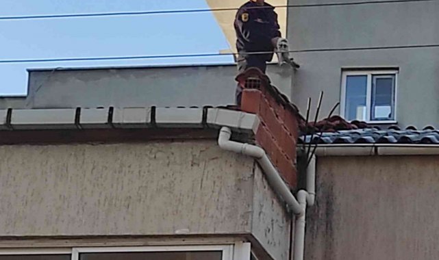 Çatıdaki kediyi, İtfaiye kurtardı