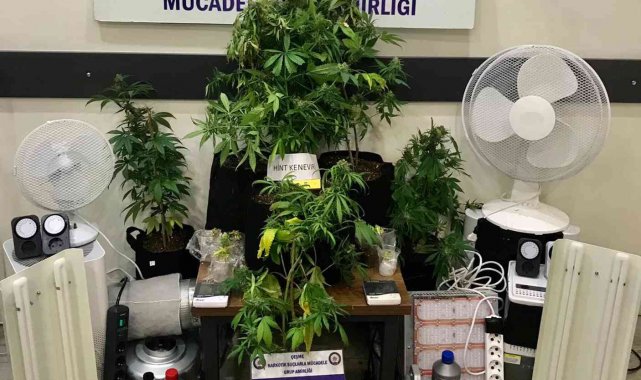 Çeşme'deki villada kenevir yetiştiren zanlı yakalandı