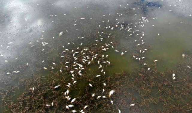 Çevre felaketinin yaşandığı gölde sevindiren manzara