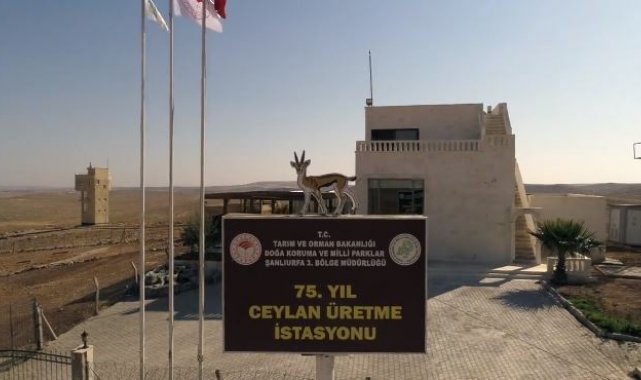 Ceylanlar, 75. Yıl Ceylan Üretme İstasyonu'nda yaşamlarını sürdürüyor