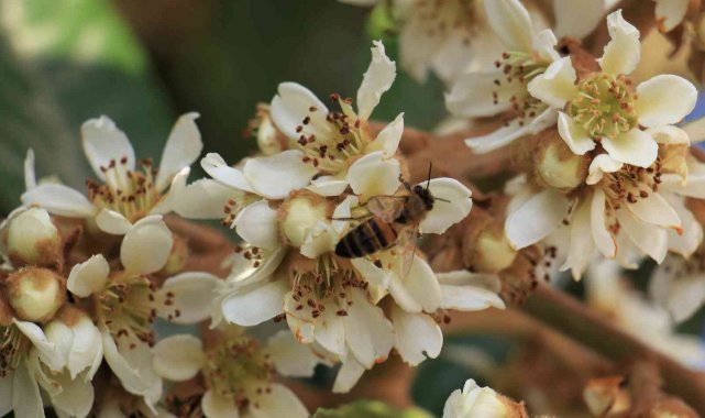 Çiçek açan yenidünya ağaçları görsel şölen oluşturdu