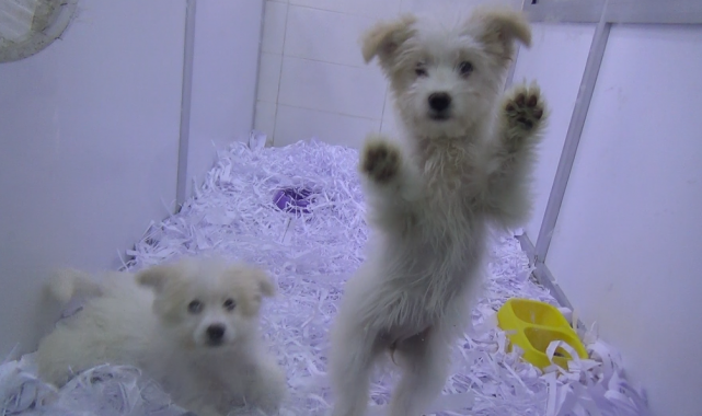 Çiftlikten kedi ve köpek satışı dönemi başlıyor