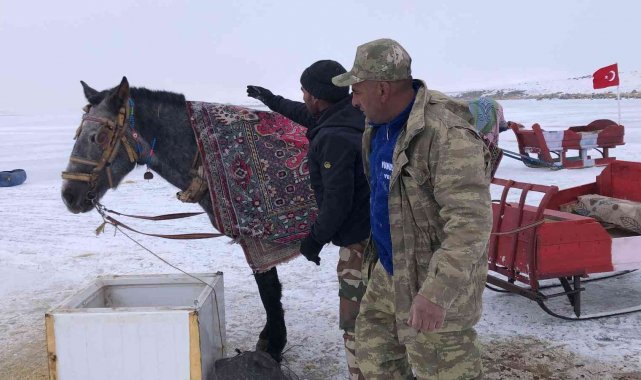 Çıldır&#039;da atları üzerine battaniye örterek koruyorlar