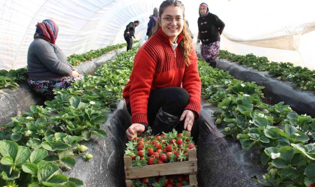 Çilek değil 'altın' yetiştiriyorlar