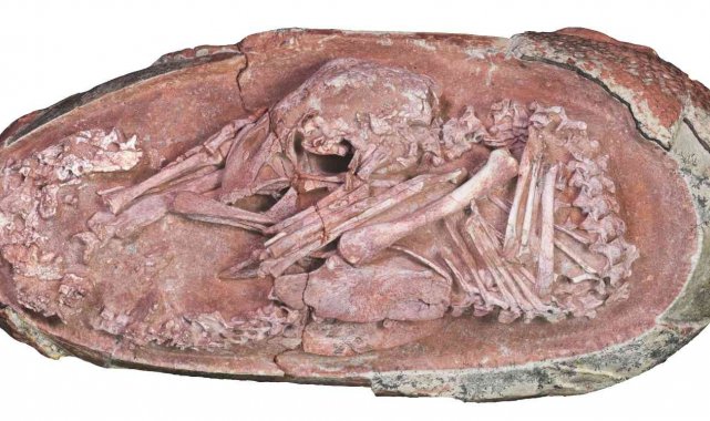 Çin'de 66 milyon yıl öncesine ait dinozor embriyosu bulundu