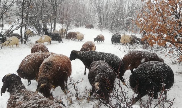 Çoban kar altında türkü söyledi, koyunlar pürdikkat dinledi