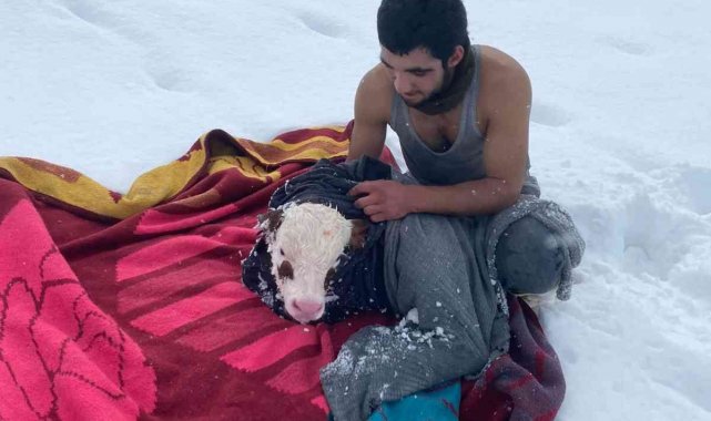 Çobandan içleri ısıtan hareket, kıyafetlerini çıkarıp buzağıya sardı