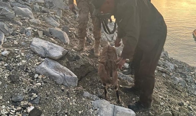 Dağları teröristlere dar ettiler, yaban hayvanlarına kucak açtılar