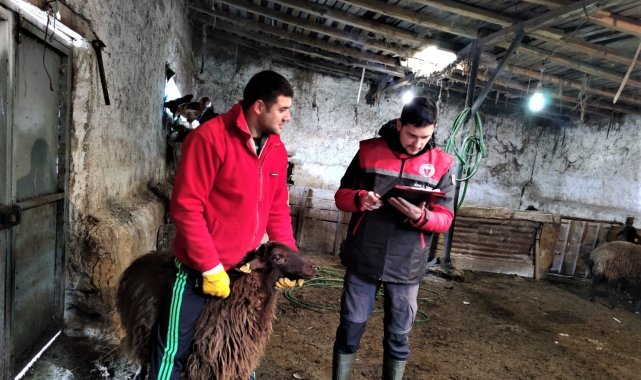 Damızlık koyun ve keçi küpe tespit çalışmaları başladı