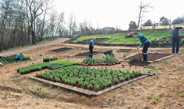 Damlar Vadisi Millet Bahçesine aromatik bitkiler dikildi