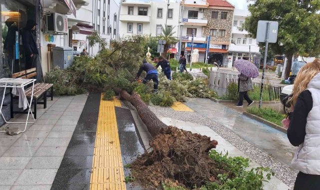 Datça'da çeyrek asırlık ağaç rüzgarın etkisi ile devrildi
