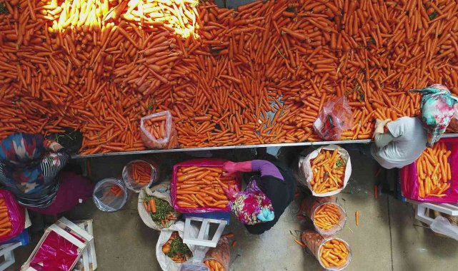 Depolardaki havuç, eksi 15 derecede sevkiyata hazırlanıyor