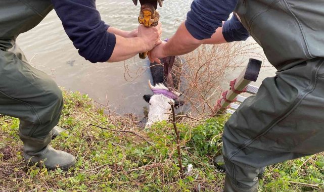 Dere yatağına düşen büyükbaş hayvanı itfaiye ekipleri kurtardı