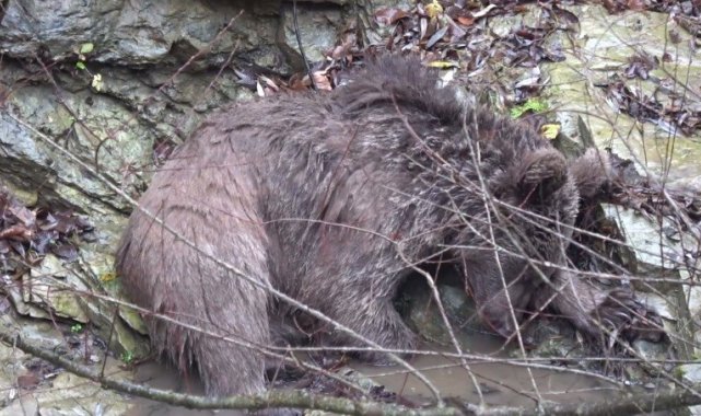 Deredeki ayı kurtarma operasyonundan nefes kesen görüntüler