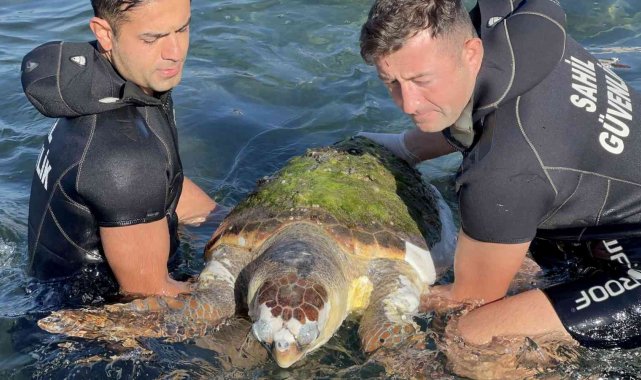 Devasa caretta caretta biranda yüzeye çıktı, öldüğü belirlendi