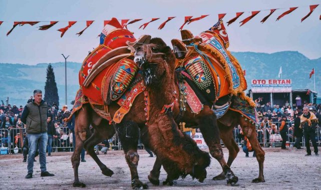 Deveci Başkan'dan yeni yılın ilk deve güreşine davet