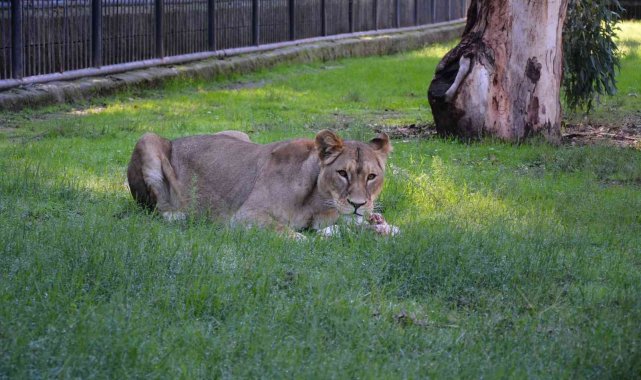 Doğa Parkı'nın yeni sakinleri: "Berdan" ve "Kleopatra"