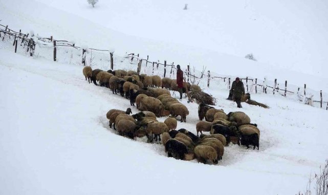 Doğu&#039;da besicilerin &quot;kara kış&quot; kabusu başladı