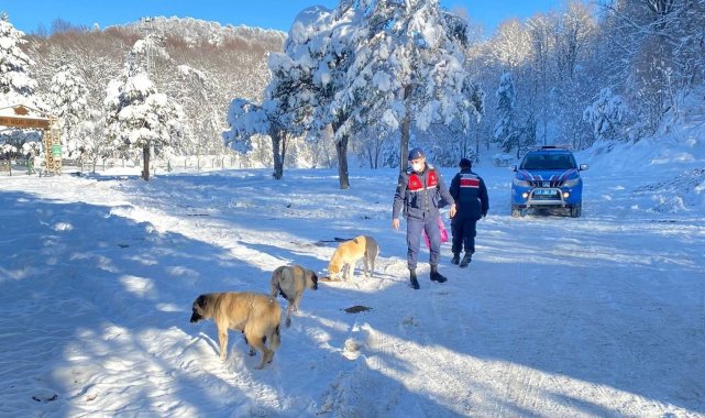 Domaniç jandarması sokak hayvanlarını yalnız bırakmadı
