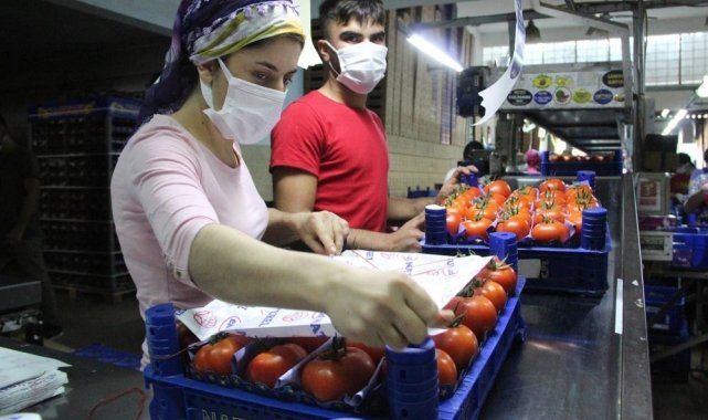 Domateste üretim artarken fiyat düştü