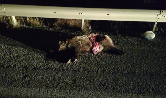 Domuz sürüsüne çarpan iki otomobil hurdaya döndü