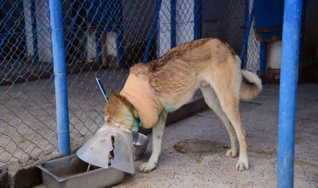 Domuz sürüsünün saldırdığı köpek hayata tutundu